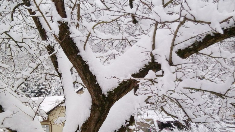 tree-in-winter, © Kowalski