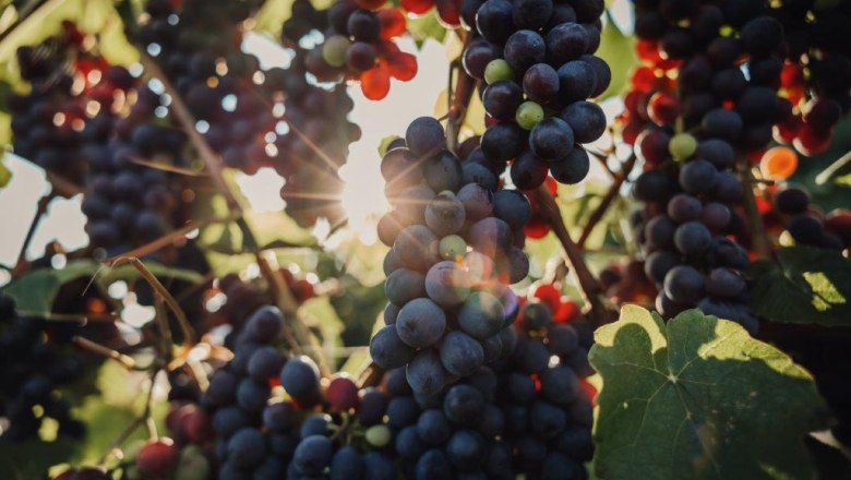 Ovocn&aacute;řsk&aacute; farma Altenriederer, &copy; Monika Jungwirth, Karma & Pitch