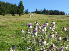 Kratzdistel auf der Gipfelwiese, &copy; Karl Schachinger