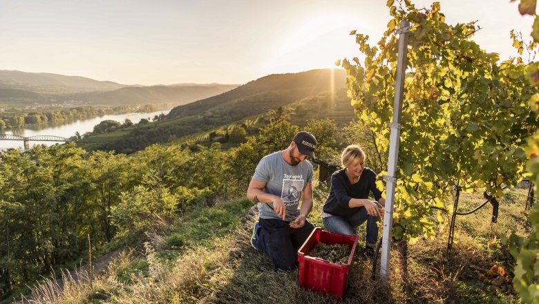 Vinobraní ve Wachau, © Niederösterreich-Werbung/Robert Herbst