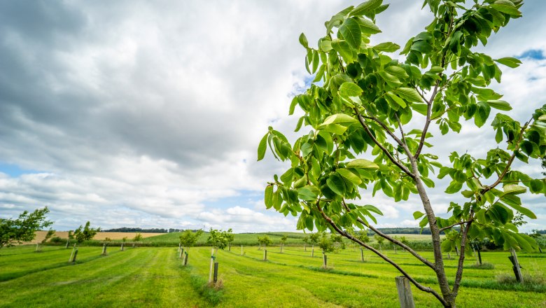 Bergland je domovem společnosti Nussland, &copy; Gerald Pr&uuml;ller/CleanHill Studios