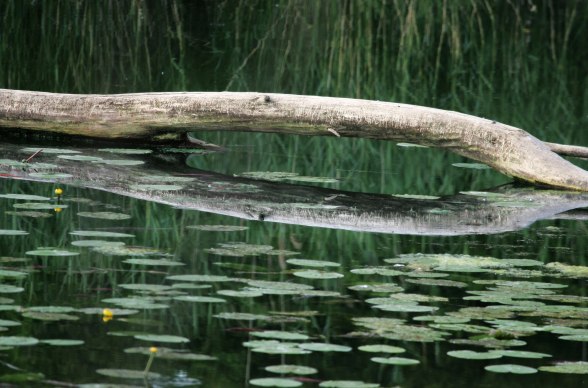 Ostrov se zámkem Orth, muzeum národního parku Donau-Auen (Dunajské luhy), © Stefaner