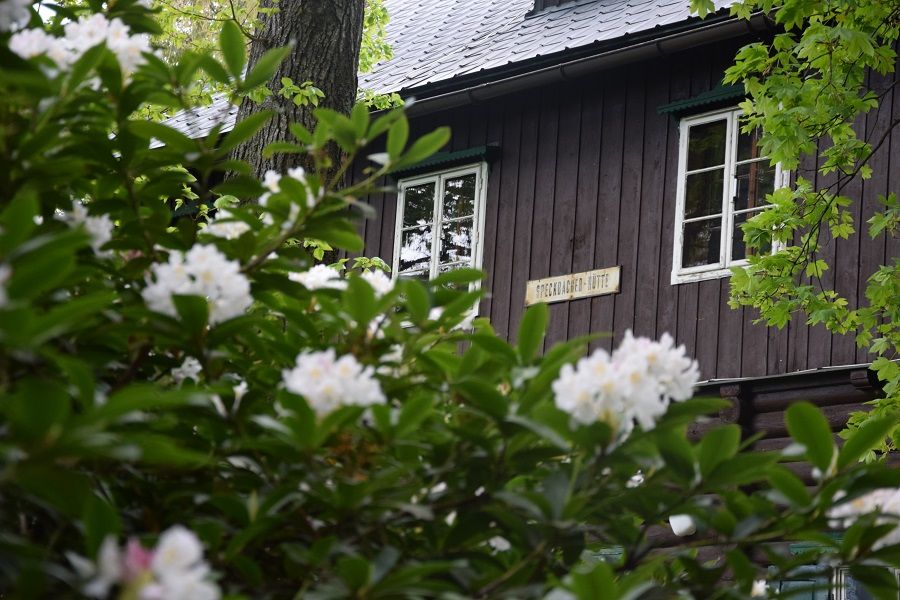 Dřevěná chata za kvetoucími keři rododendronů.