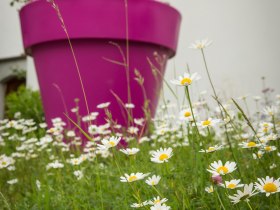 Gartenweg 6, &copy; Nadine Studeny / www.pov.at