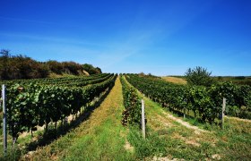 Weinrieden am Schatzberg, © Weinstraße Weinviertel
