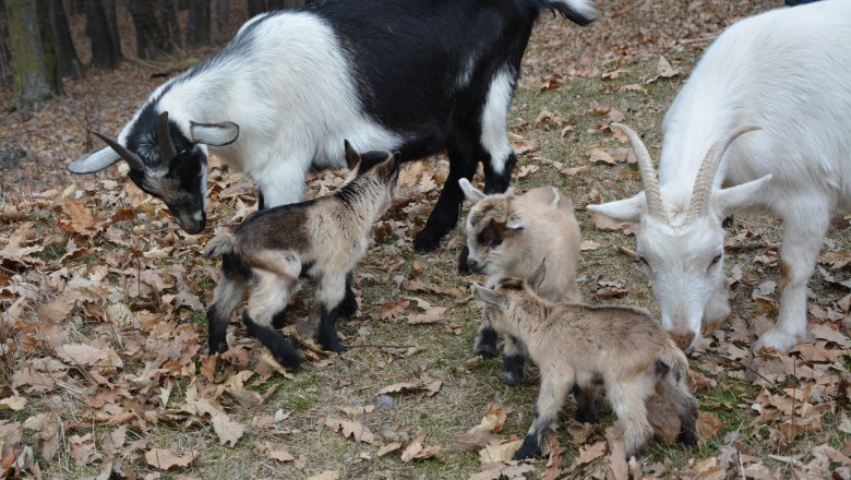 Goats in the Celtic village of Schwarzenbach, &copy; Keltendorf Schwarzenbach