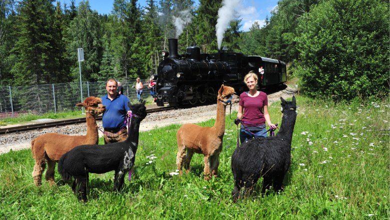 SONNSEITNhof Alpaks und die Waldviertelbahn, © Sonnseitnhof