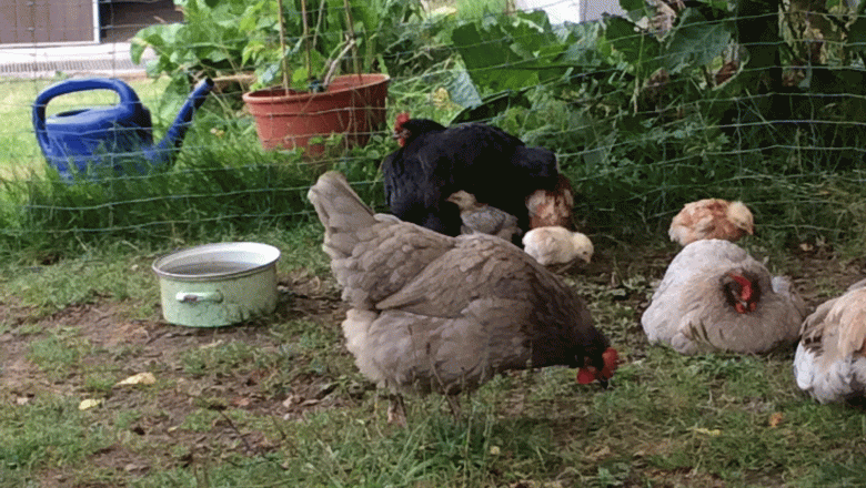 Vacation cottage Böhm, Hühner, © Ferienhaus Böhm