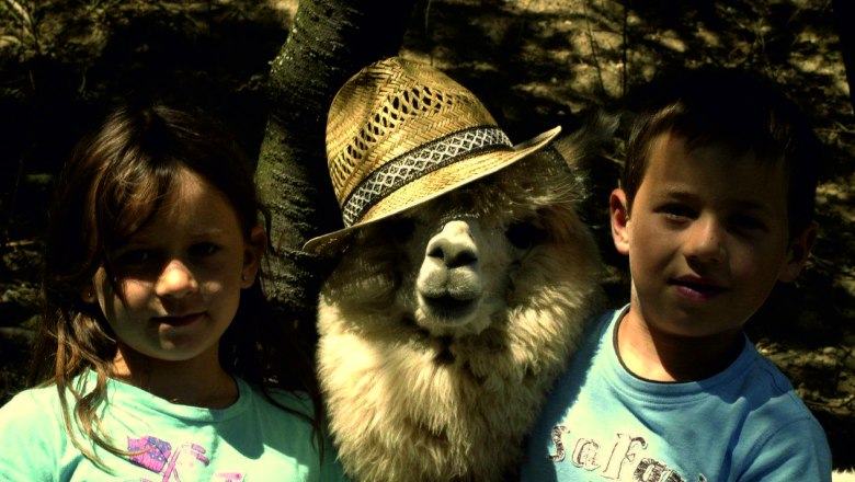 Alpakababy mit Hut, © Alpaka Freizeitpark