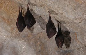 Hermannshöhle, © Hermannshöhle