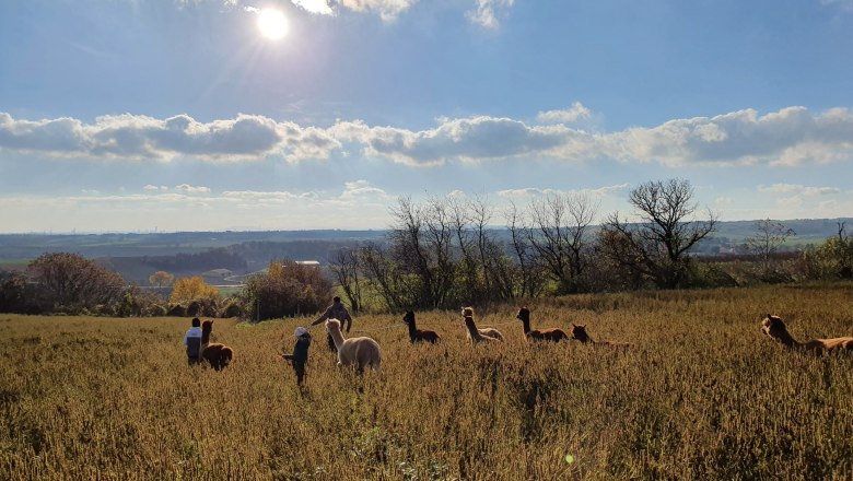 Alpaca family, © Andreas Widhalm