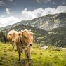 On the mountain pasture, © Theo Kust