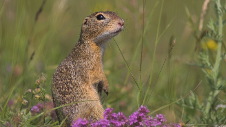 perchtoldsdorfer-heide_-ziesel01_copyright-_freunde-der-perchtoldsdorfer-heide-h-schaefer, &copy; Freunde der Perchtoldsdorfer Heide _ H. Sch&auml;fer