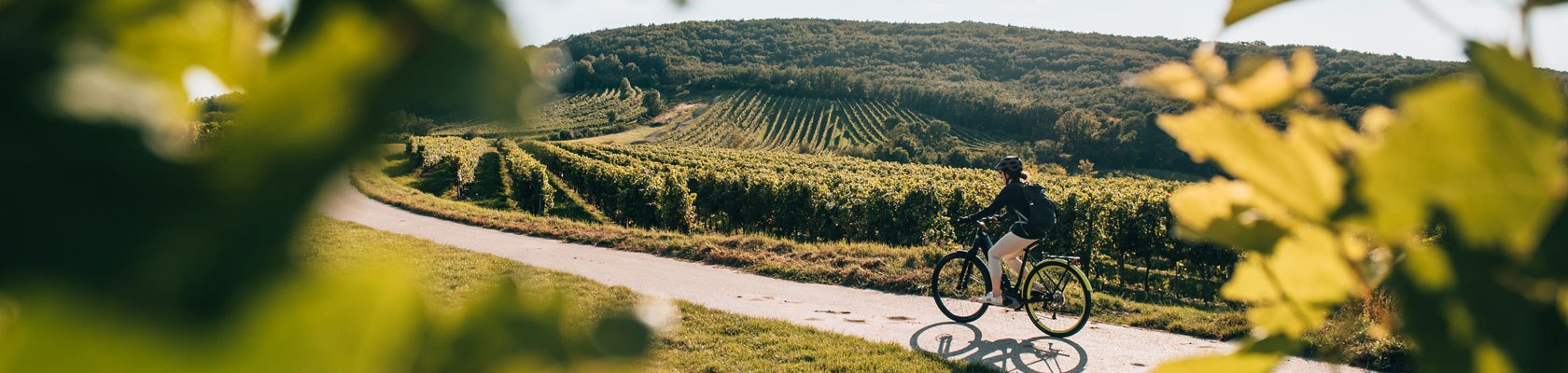 Vždy po stopách vinné révy, © Niederösterreich Werbung/Romeo Felsenreich