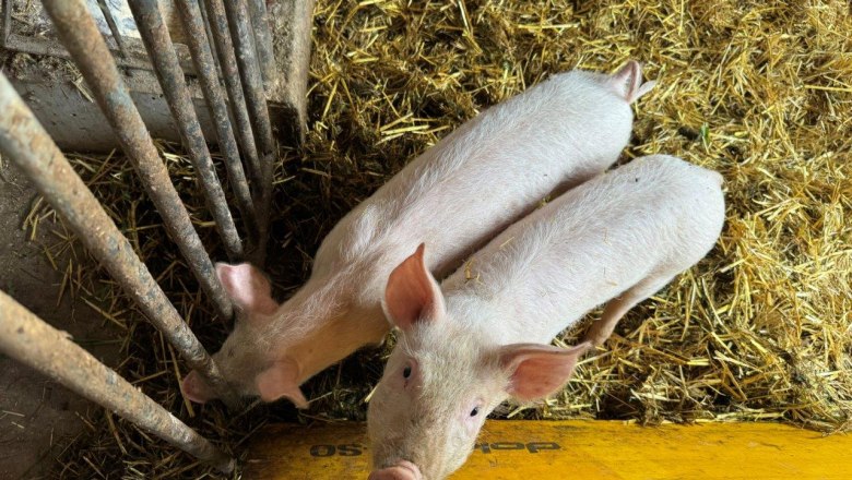 Pigs, &copy; H&ouml;barten