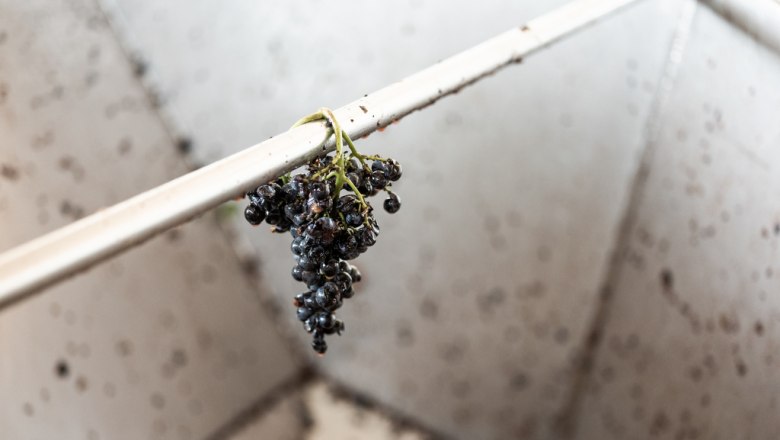 During the grape harvest, © Phiilipp Horak