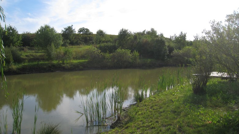 Wetland biotope in Nappersdorf, © Marktgemeinde Nappersdorf-Kammersdorf