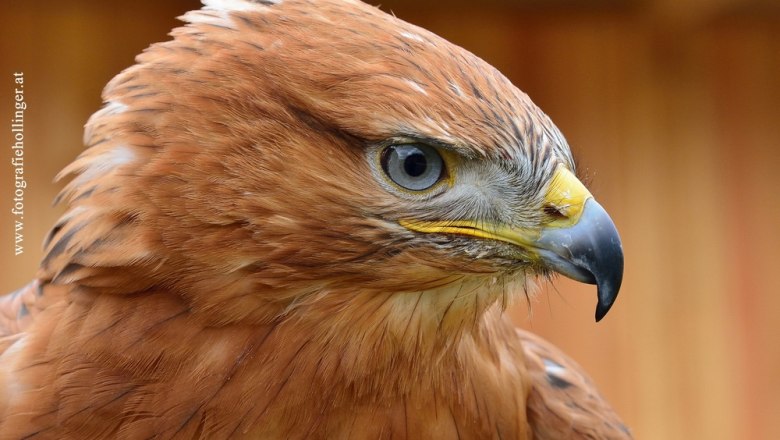 1121_klein(c)Eveline  Hollinger, &copy; Eveline  Hollinger