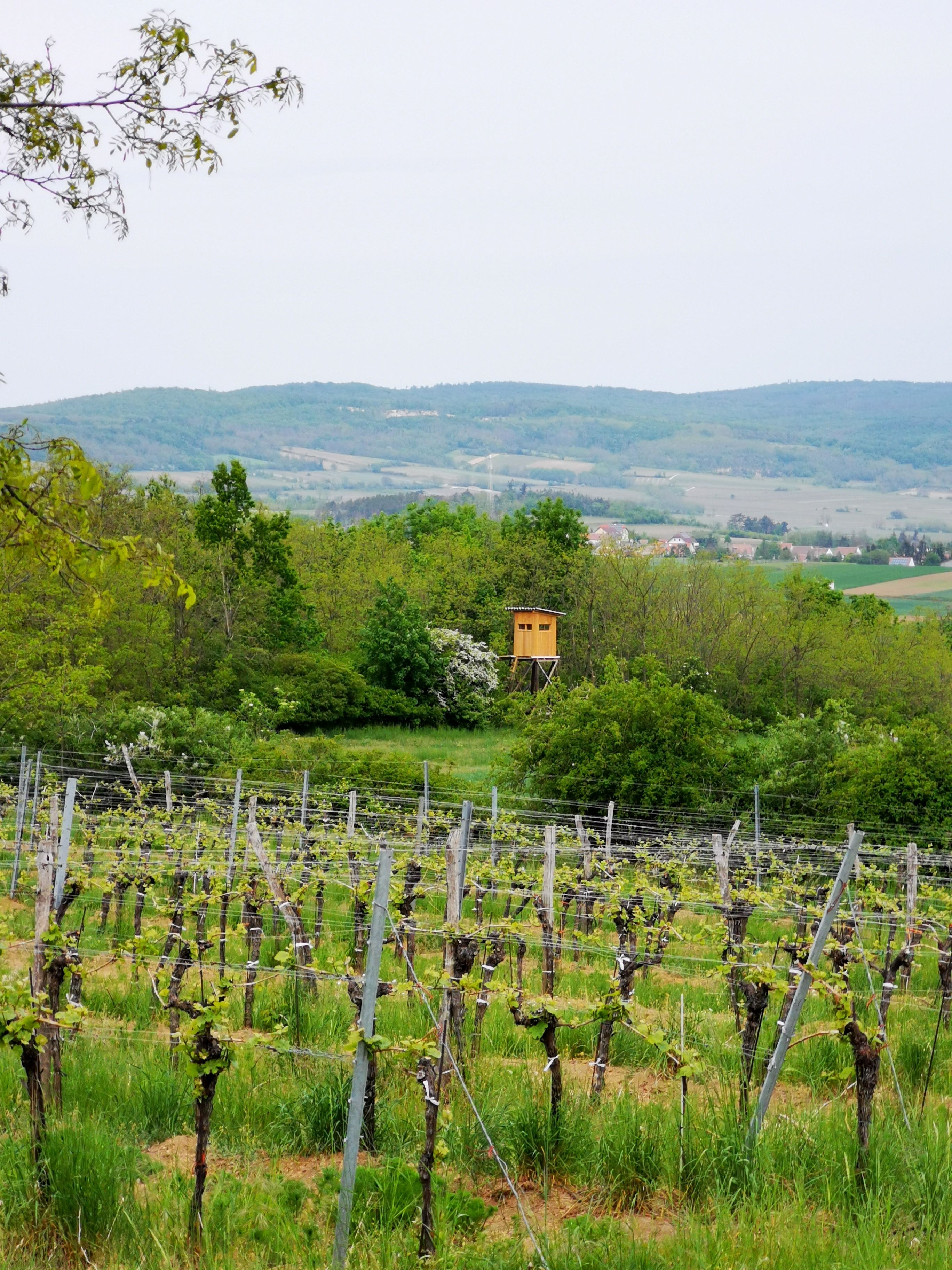 Vinice ve Weinviertelu s vyvýšenou skrývkou a kopci v pozadí.