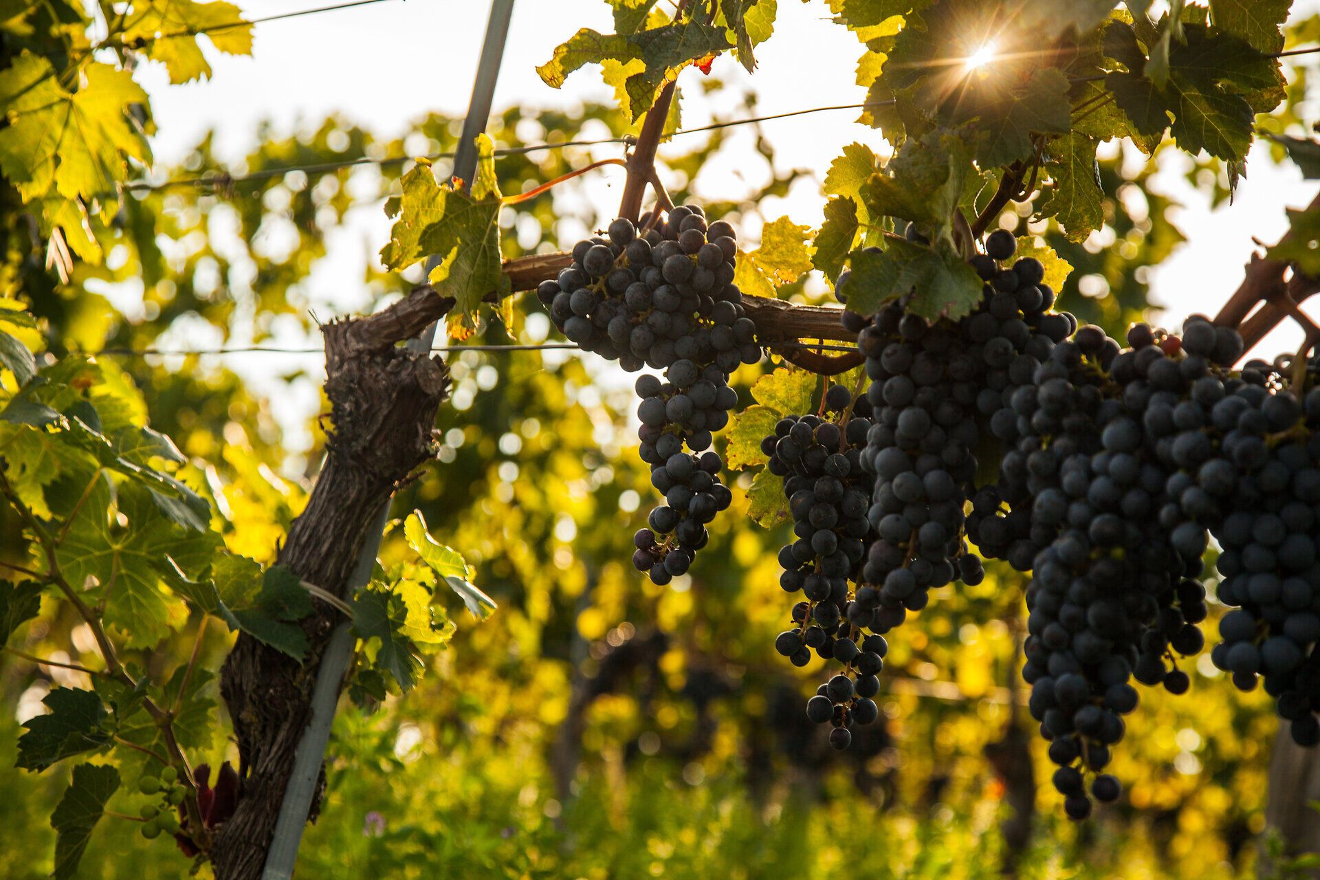 Hřejivé sluneční paprsky líbají zralé červené hrozny visící na bujných vinicích. Vzduch naplní svůdná vůně čerstvého červeného vína, která dráždí smysly a probouzí očekávání sklizně hroznů. Skutečný svátek pro všechny milovníky vína a přírody.