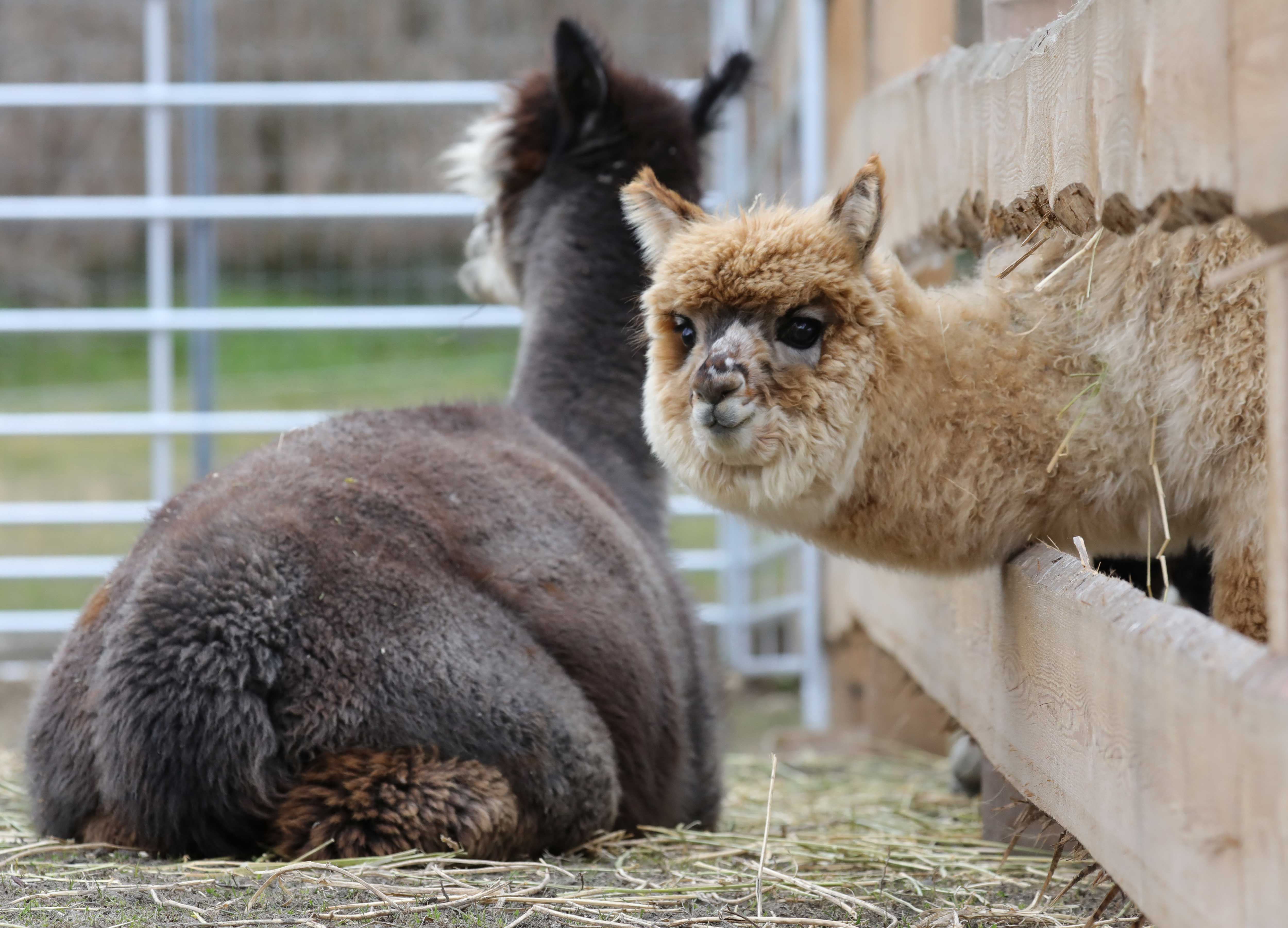 Dvě alpaky ve výběhu, jedna se dívá přes plot.