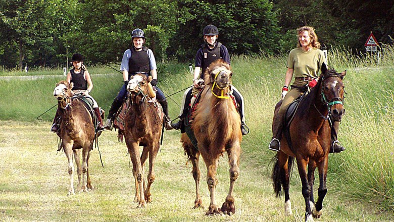 1st Austrian Camel Riding School, &copy; 1. &Ouml;sterreichische Kamelreitschule