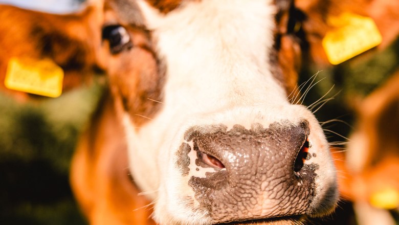 Nestelberg 17 (c)Marlene Schindlegger (53), &copy; Sabine Wieser