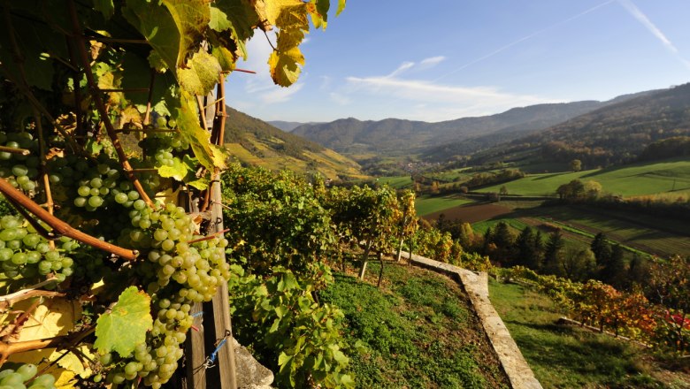 wein-wachau-herbst-usage-right-existing-c-winery-graben-gritsch-petr-blaha-12, © Petr Blaha