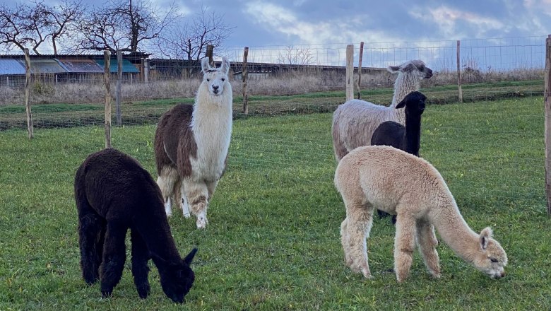 Hřebci, &copy; Hofstetter Ranch