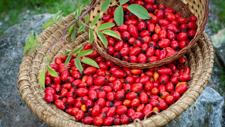 Rosehips from the Dunkelsteinerwald, © Werner Krug