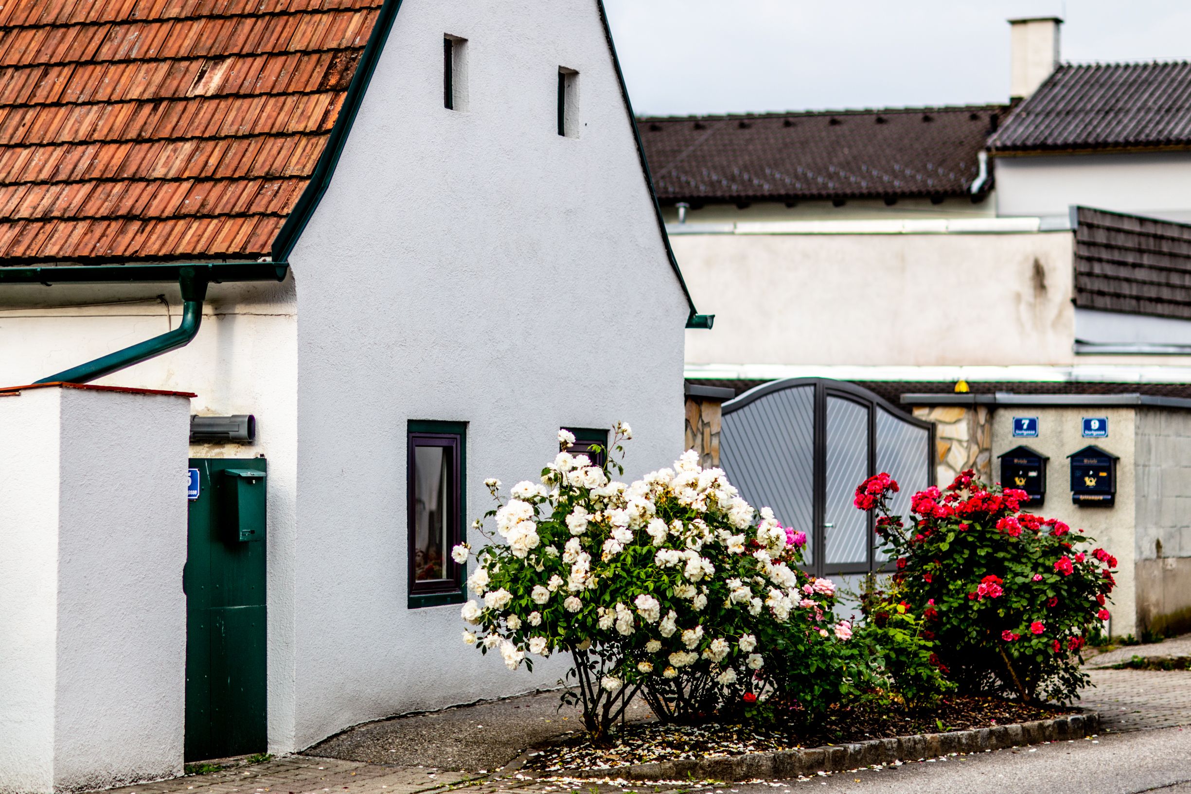Starý bílý dům s růžemi v popředí