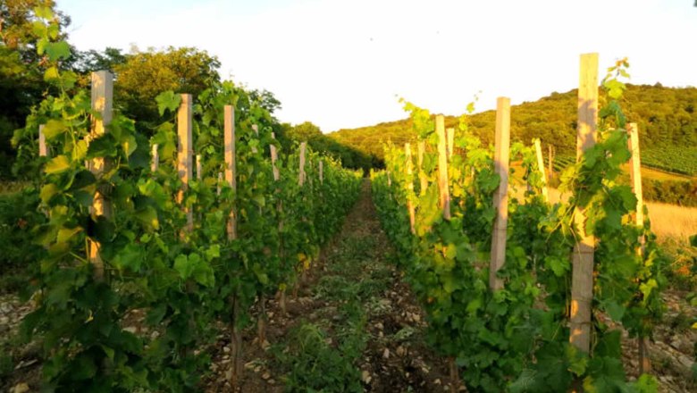 In the vineyard, © Weingut Friedberger