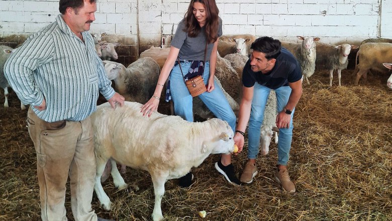 Visit to the Raser sheep cheese farm, Pachfurth, © Donau Niederösterreich, Neubauer