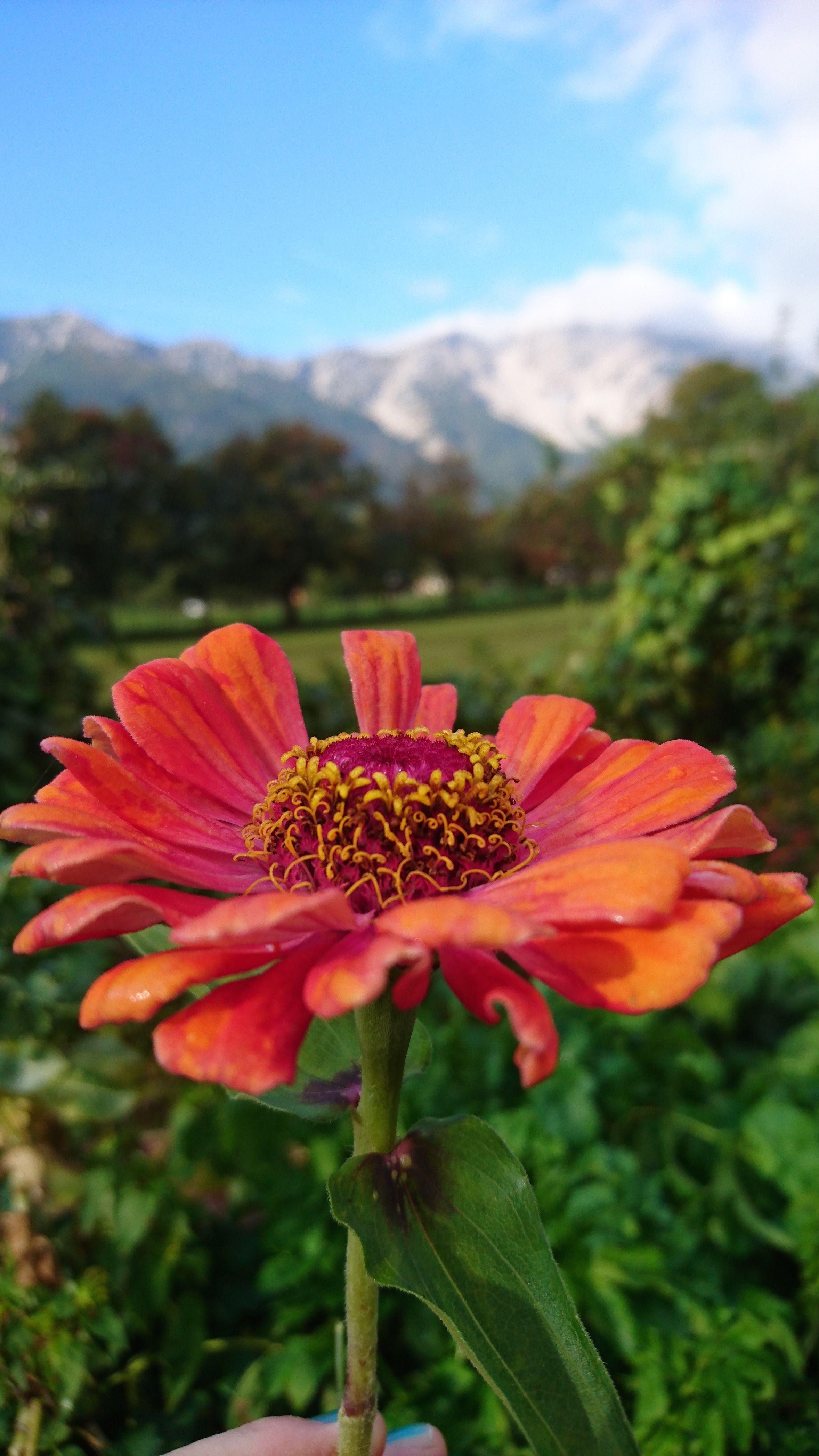 Detailní záběr oranžově červeného květu na pozadí rozmazaného horského panoramatu se sněhem.