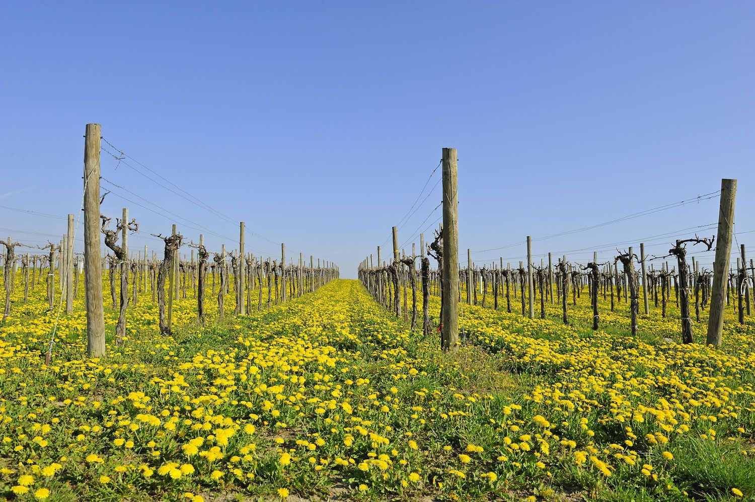 Vinice na jaře, oblast Wagram