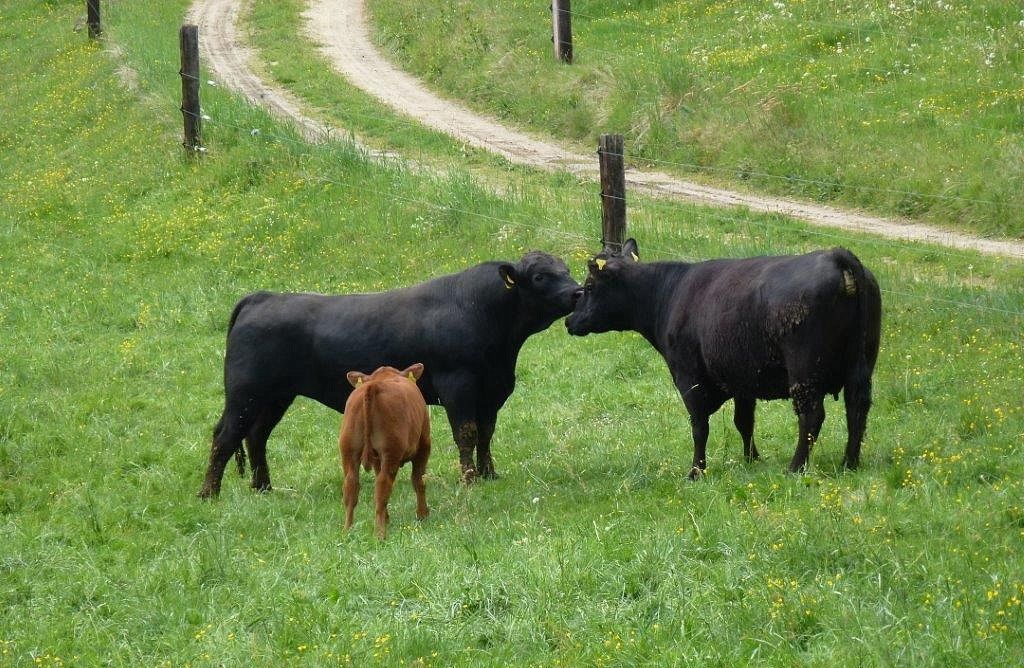 Skot plemene Angus