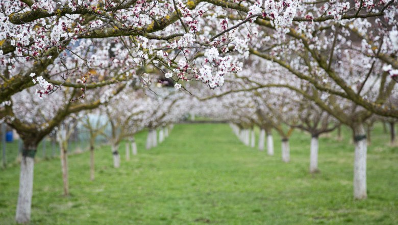 Blooming apricot trees in Lilli's apricot garden, © Donau NÖ_Barbara Elser