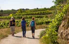 Wandern durch die Weingärten, © Wachau-Nibelungengau-Kremstal