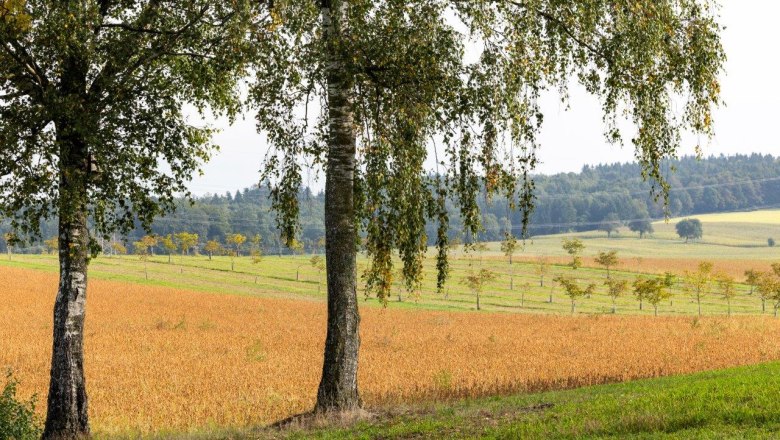 NUSSLAND, ořechovice, kter&eacute; zu&scaron;lechťuj&iacute;, &copy; Theo Kust