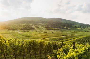 Lázeňský region Vídeňský les u Gumpoldskirchenu, © Niederösterreich-Werbung/ M. Liebert