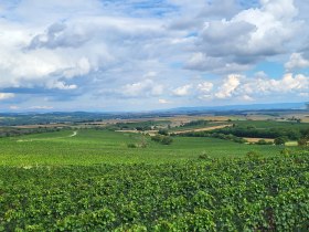 &Scaron;irok&aacute; krajina s vinicemi a zataženou oblohou.zelen&aacute;
