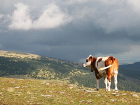 am Hochwechsel, &copy; Walter Laschober