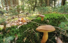 Forest air bathing, © W.I.I.TT