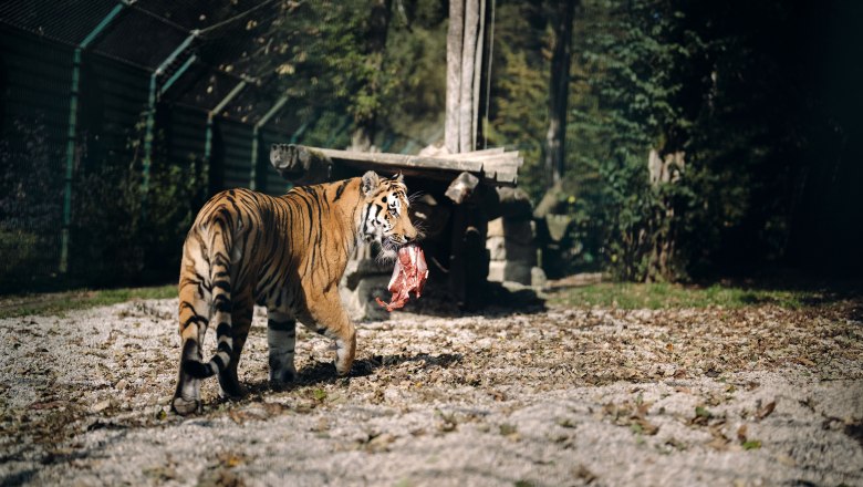 City of Haag Zoo, &copy; Moststra&szlig;e, dochbodnliacht