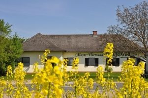 Budova s nápisem "Mayer-Hörmann" za žlutými květy.