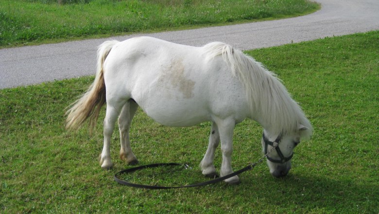 Tady se pase poník Lillifee!, © Erlebnishof Familie Seidl