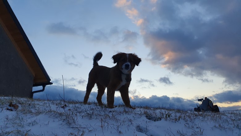 Ekologick&aacute; farma MItterhirschberg, &copy; Familie Schweighuber