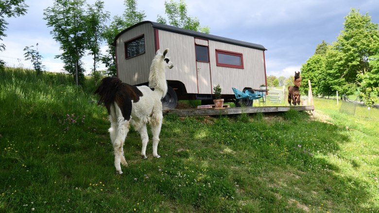 Leopold-the llama herding cart, © lamawanderland