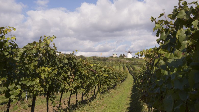 Vinařský podzim v Retzer Land, © Weinviertel Tourismus/Astrid Bartl