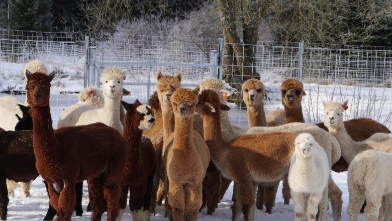 Alpacas, © Manada de Sana